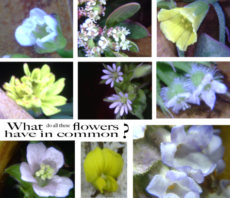 Tiney Flower 35